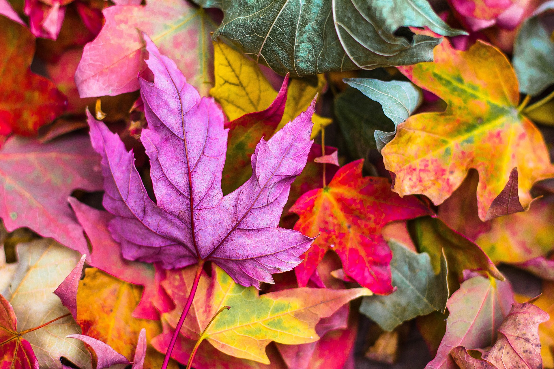 Holzgerlinger Herbst 2024