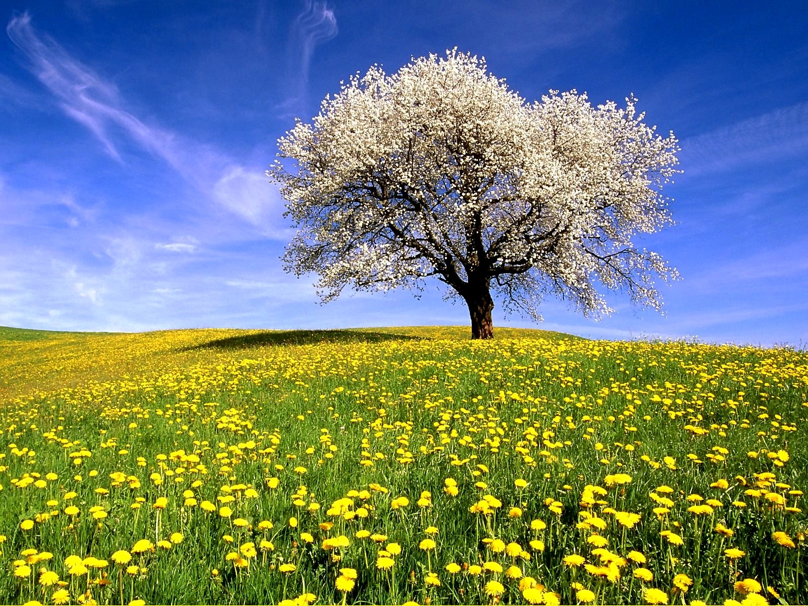 Frühling Heuschnupfenzeit