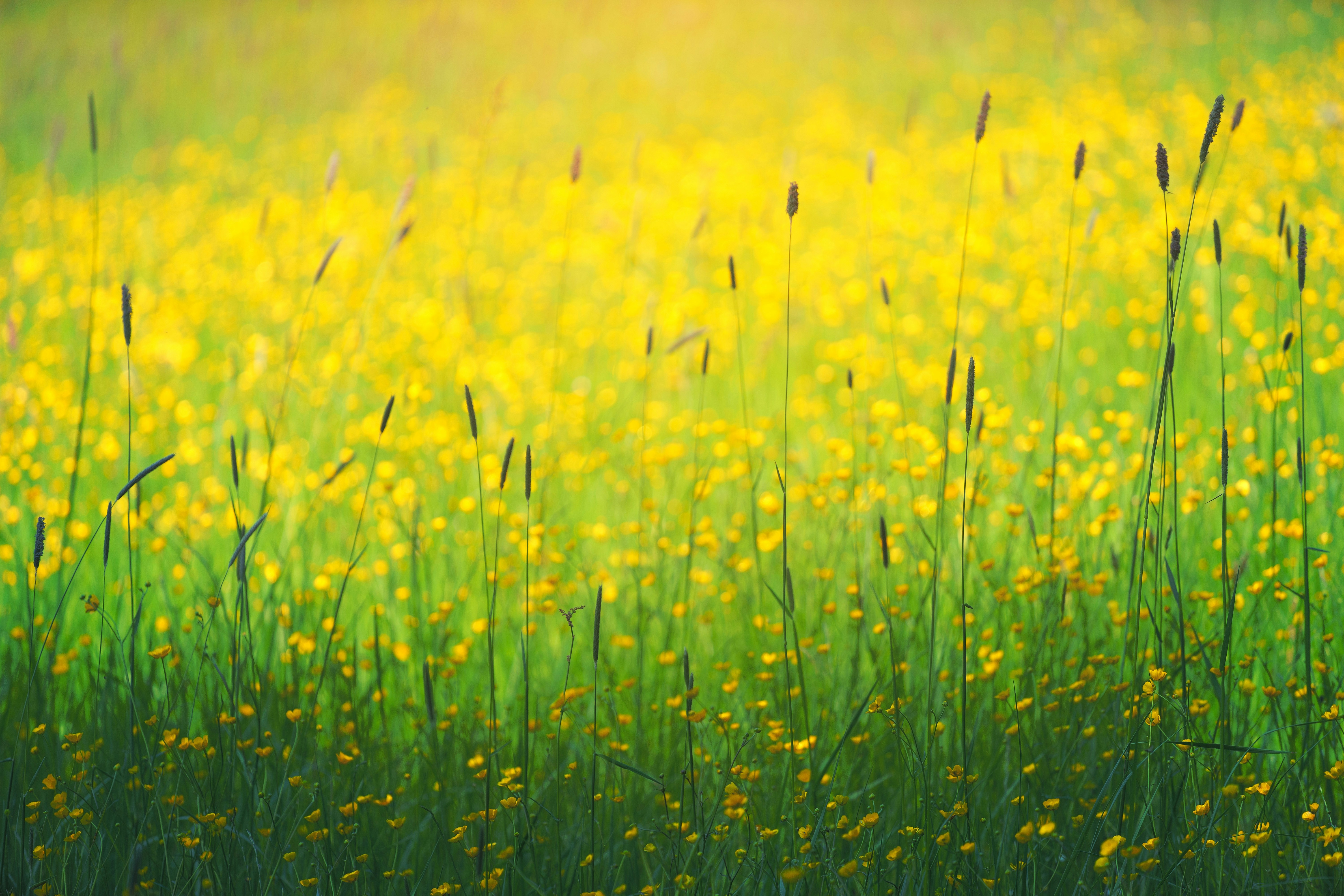 Frühling Heuschnupfenzeit